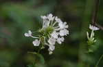 Fall phlox